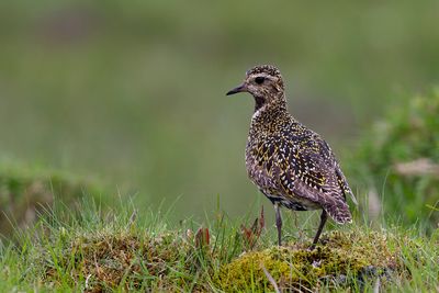 European Golden Plover (Pluvialis apricaria)