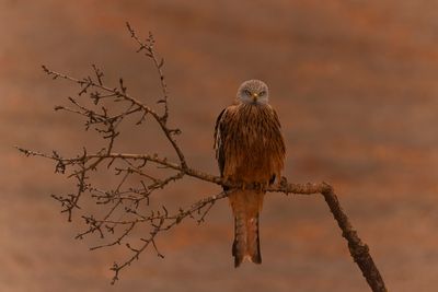 Red Kite (Milvus milvus)