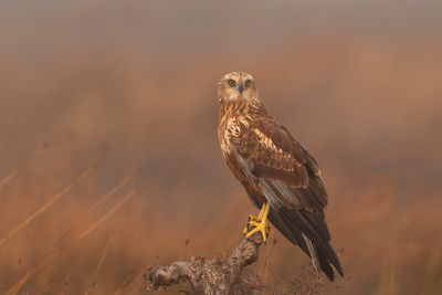 Western Marsh Harrier (Circus aeruginosus)