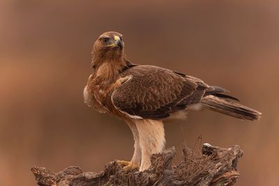 Bonelli's Eagle (Aquila fasciata)