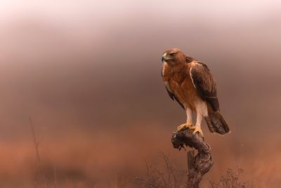 Bonellis Eagle (Aquila fasciata)