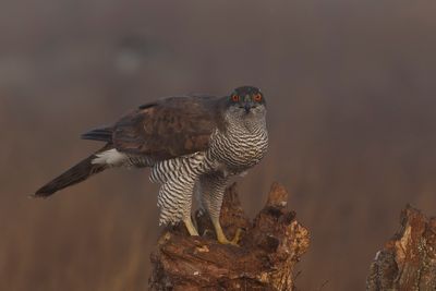 Northern Goshawk (Accipiter gentilis)