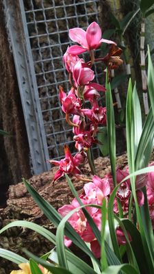Orchid Day at the National Arboretum
