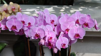 More Orchids 