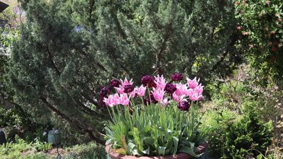 Outdoors at the National Arboretum