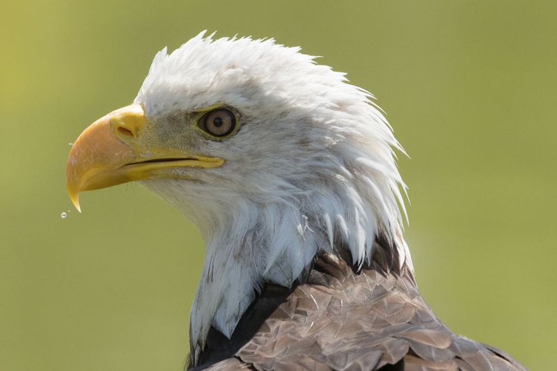 Raptor Conservancy D230708 1551 www.jpg