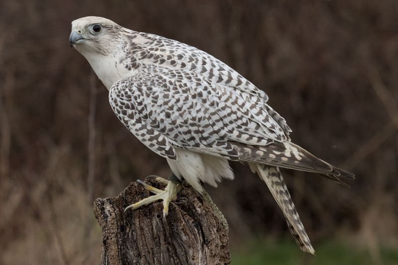 Canadian Raptors D250406 1774 www.jpg