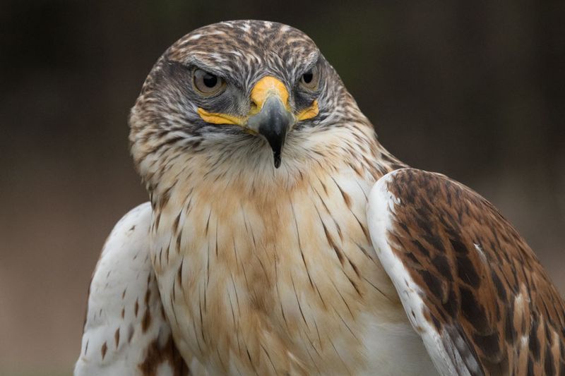 Canadian Raptors D250406 2282 www.jpg