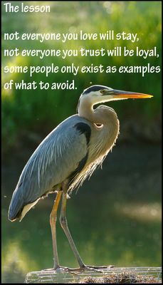 lesson - v - the lesson.jpg