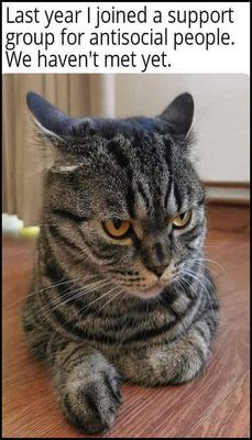 introvert - v - last year I joined.jpg