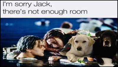 animals - I'm sorry Jack.jpg