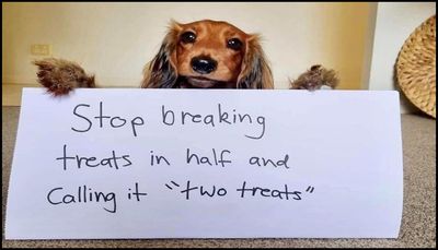 animals - stop breaking treats.jpg