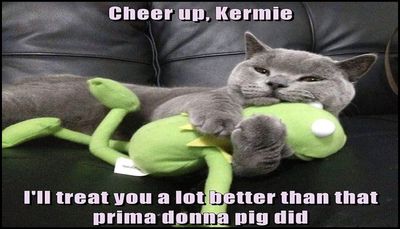 animals - cheer up kermie.jpg