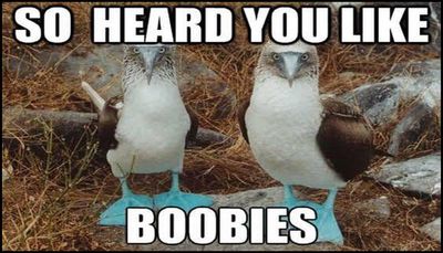 boobs - so heard you like boobies.jpg