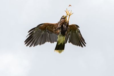 Raptor Conservancy D230603 0442 www.jpg