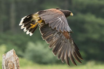 Raptor Conservancy D230602 0426 www.jpg