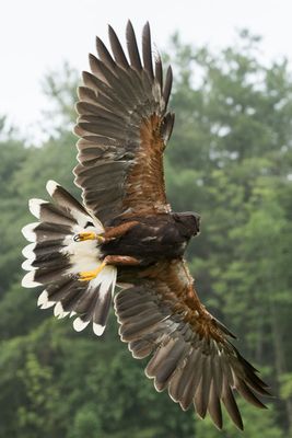 Raptor Conservancy D230602 0536 www.jpg