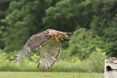 Raptor Conservancy D230602 1035 www.jpg