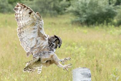 Raptor Conservancy D230602 0028-www.jpg