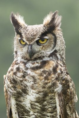 Raptor Conservancy D230602 0160-www.jpg