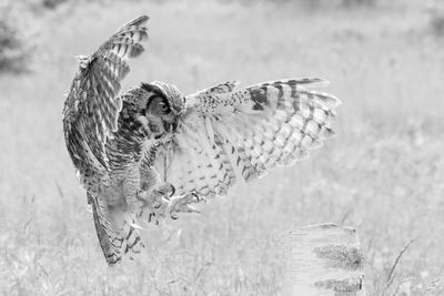 Raptor Conservancy D230602 0095-www B&W.jpg