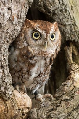 Raptor Conservancy D230602 0313-www.jpg