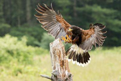 Raptor Conservancy D230602 0406-www.jpg