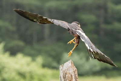 Raptor Conservancy D230602 0419-www.jpg