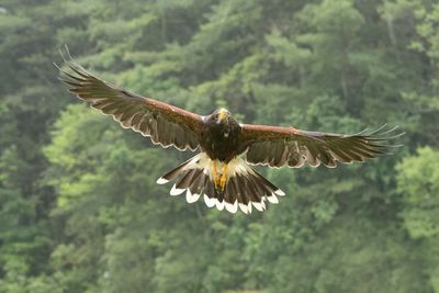 Raptor Conservancy D230602 0533-www.jpg