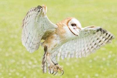 Raptor Conservancy D230602 0749 www.jpg