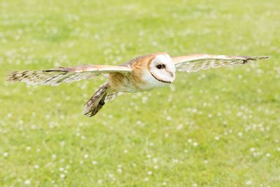 Raptor Conservancy D230602 0754 www.jpg