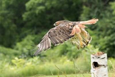 Raptor Conservancy D230602 1106-www.jpg