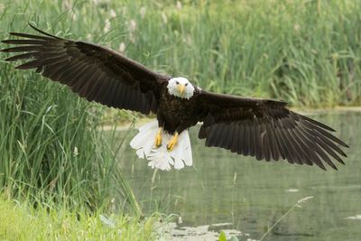 Raptor Conservancy D230602 1287-www.jpg