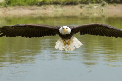 Raptor Conservancy D230603 0934-www.jpg