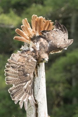 Raptor Conservancy D230603 1127-www.jpg