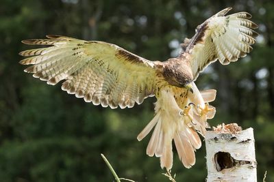 Raptor Conservancy D230603 1183-www.jpg