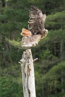 Raptor Conservancy D230603 1207-www.jpg