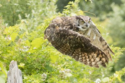 Raptor Conservancy D230603 0031-www.jpg