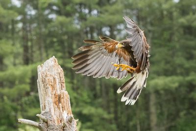 Raptor Conservancy D230603 0356-www.jpg