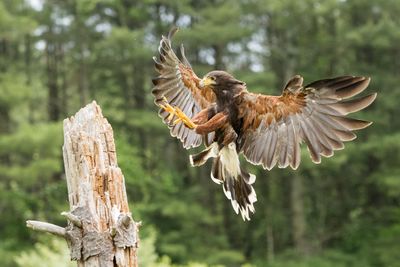 Raptor Conservancy D230603 0387-www.jpg