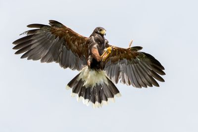 Raptor Conservancy D230603 0468-www.jpg