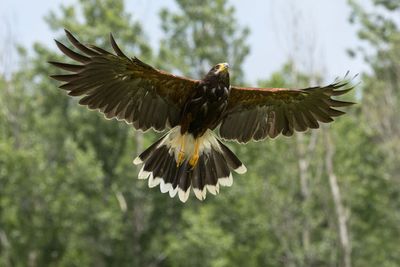 Raptor Conservancy D230603 0454-www.jpg