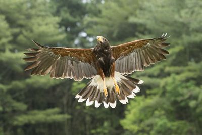 Raptor Conservancy D230603 0428-www.jpg