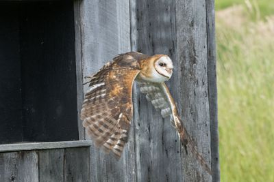 Raptor Conservancy D230603 0667-www.jpg