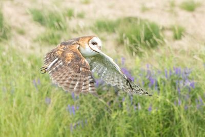 Raptor Conservancy D230603 0670-www.jpg