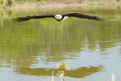 Raptor Conservancy D230603 0810-www.jpg