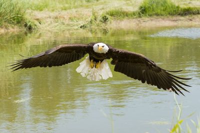 Raptor Conservancy D230603 0834-www.jpg