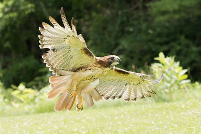 Raptor Conservancy D230603 1162-www.jpg