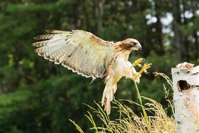 Raptor Conservancy D230603 1165-www.jpg