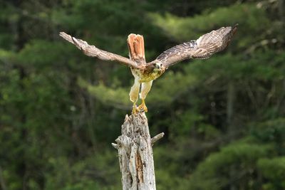 Raptor Conservancy D230603 1177-www.jpg